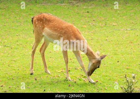 Un bellissimo scatto di un giovane cervo in un parco urbano nella città dell'Aia, nei Paesi Bassi Foto Stock