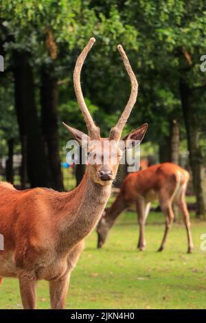 Un primo piano di un cervo con corna in un parco urbano dell'Aia, la città dell'Aia nei Paesi Bassi Foto Stock