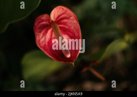 Un primo piano di un fiore di Anthurium rosso Foto Stock