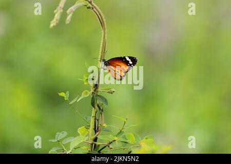 Primo piano di una farfalla Danaus chrysippus su una pianta Foto Stock