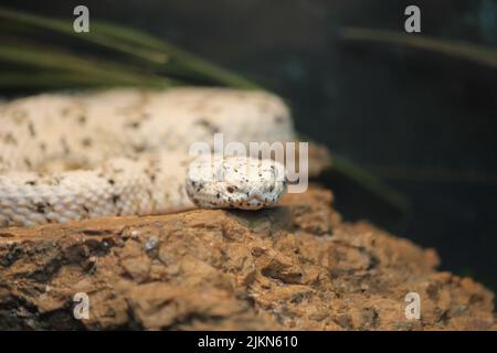 Un primo piano di un serpente di vipera cornuto, Cerastes cerastes su una roccia Foto Stock