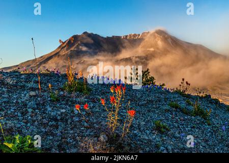 Uno scatto panoramico del Monte St Helens con un primo piano di pennello indiano Foto Stock