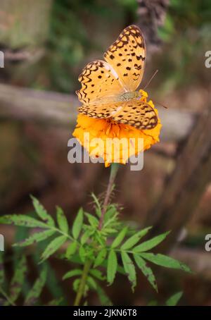 Un colpo verticale del leopardo comune (Phalanta phalantha) su un marigold messicano arancione (Tagetes erecta) Foto Stock