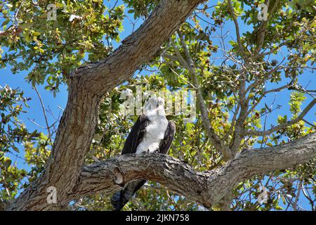 Un colpo d'angolo basso di un falco pellegrino arroccato in un albero in una giornata di sole Foto Stock