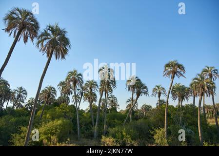 Paesaggio estivo del Parco Nazionale di El Palmar, in Entre Rios, Argentina, un'area protetta dove si trova l'endemica palma di Butia yatay. Concetti: ec Foto Stock