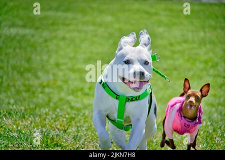 Un primo piano di un toro inglese Staffordshire e di un Pinscher in miniatura che corrono insieme verso la macchina fotografica dal prato verde Foto Stock
