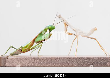 Una lotta tra mantide verde e bianca isolata su sfondo bianco Foto Stock