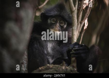 Un fuoco basso di una scimmia di langur crepusky su un albero Foto Stock