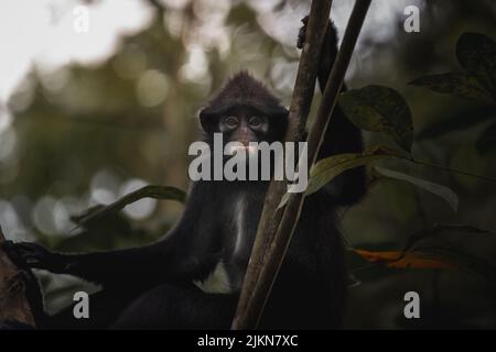 Un fuoco basso di una scimmia di langur crepusky su un albero Foto Stock