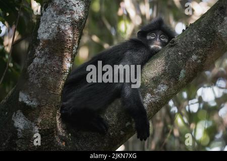 Un fuoco basso di una scimmia di langur crepusky che si posa su un albero Foto Stock