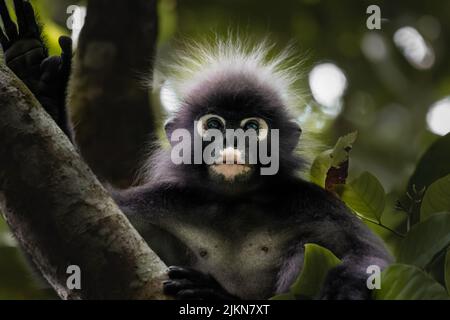 Un fuoco basso di una scimmia di langur crepusky su un albero Foto Stock