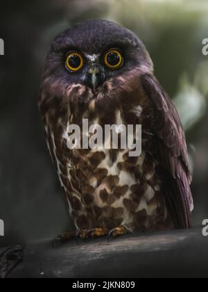 Un primo piano di un carino falco-gufo marrone in piedi su un ramo di albero con sfondo sfocato Foto Stock