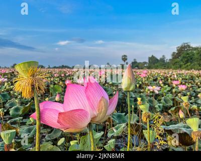 Un primo piano di fiori di loto che crescono nel campo di campagna in Cambogia Foto Stock