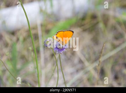 Farfalla rossa scarce rame, Lycaena virgaureae seduta su fiore blu Foto Stock