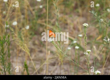 Farfalla rossa scarce rame, Lycaena virgaureae seduta su fiore blu Foto Stock