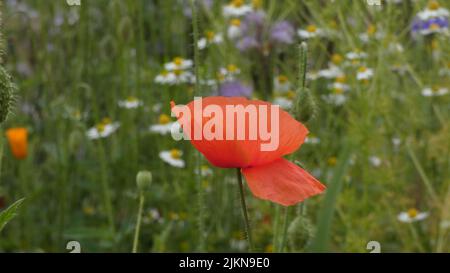 Un primo piano di un papavero in un campo Foto Stock