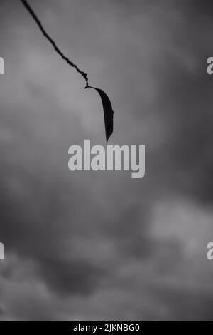 Immagine verticale di una foglia su un ramo in scala di grigi Foto Stock