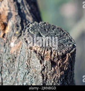 Primo piano dei dettagli di un vecchio albero tagliato con sfondo sfocato Foto Stock