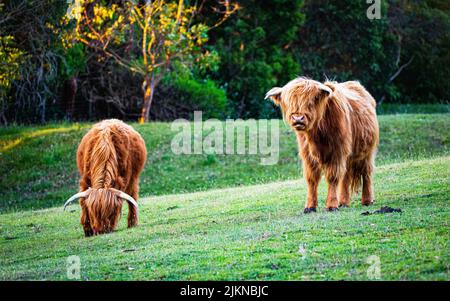 Una bella vista di due mucche brune Highlander in piedi e mangiare dall'erba nel campo Foto Stock