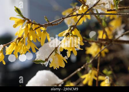 L'inverno è tornato. Fioritura Forsythia nella neve. Foto Stock