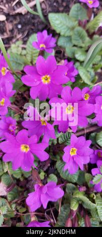 Un colpo verticale di fiori di primula viola Foto Stock