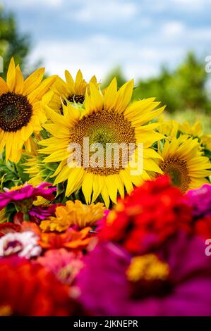 Una foto poco profonda di girasoli comuni nel giardino in una giornata di sole con sfondo sfocato e fiori colorati in primo piano Foto Stock