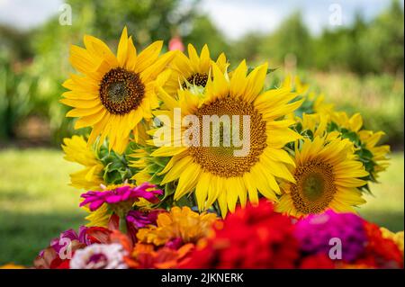 Una foto poco profonda di girasoli comuni nel giardino in una giornata di sole con sfondo sfocato e fiori colorati in primo piano Foto Stock