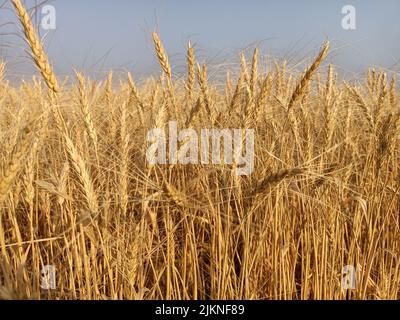 Campi di grano in fattoria in india giallo Golden grano farm. Campo di grano secco alla luce del sole, grano spighe, campi di grano dorato tempo di raccolta Foto Stock