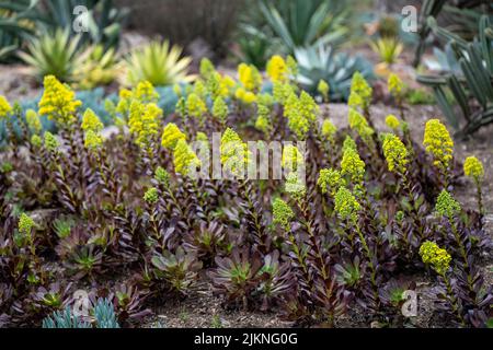 Fioritura eonio arboreo piante fiori in un parco sotto la luce del sole Foto Stock