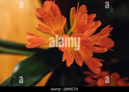 Impianto Orange Clivia Miniata, clivia ibrida belga arancione Foto Stock