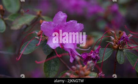 Rosmarino selvatico in fiore su sfondo sfocato Foto Stock