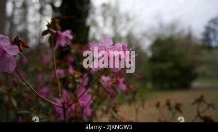 Rosmarino selvatico in fiore su sfondo sfocato Foto Stock