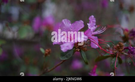 Rosmarino selvatico in fiore su sfondo sfocato Foto Stock