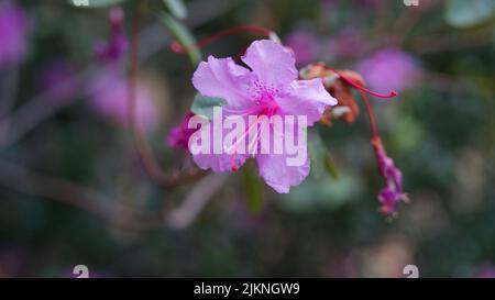 Rosmarino selvatico in fiore su sfondo sfocato Foto Stock