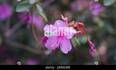 Rosmarino selvatico in fiore su sfondo sfocato Foto Stock