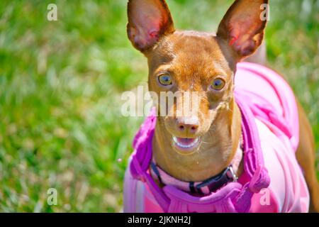 Un primo piano di un cane femminile marrone Chihuahua che indossa il giubbotto rosa su uno sfondo di erba Foto Stock