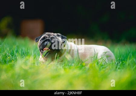 Un fuoco selettivo sparato di un pug carino nelle erbe verdi che osservano con un'espressione triste Foto Stock