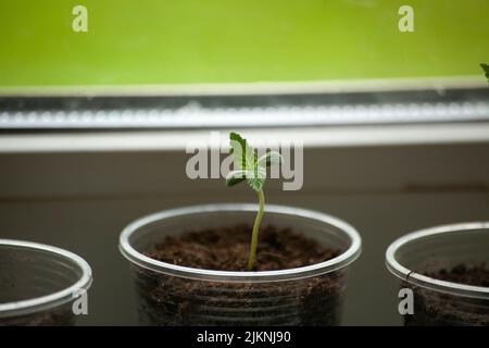 Germoglio di marijuana in terra. Piante in crescita a casa. Germogli sulla finestra. Coltivare cannabis in casa. Foto Stock