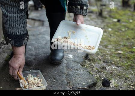 Cibo per gatti. La donna nutre animali. Granny mette il cibo su gatti randagi. Foto Stock