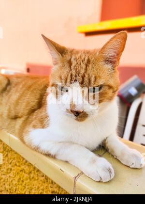 Un primo piano di un gatto anatoliano arancione e bianco seduto su una sporgenza che guarda verso il basso Foto Stock