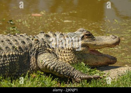 Un primo piano di un alligatore americano (Alligator missispiensis) che si stesa sull'erba in uno zoo o un parco safari Foto Stock