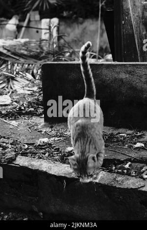 Un colpo verticale di gattino saltellante in bianco e nero Foto Stock