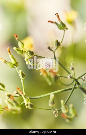 Un primo piano di cardi semine perenni cresciute in giardino in primavera Foto Stock