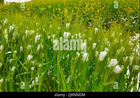 Un primo piano di cottongrass che crescono nel campo Foto Stock