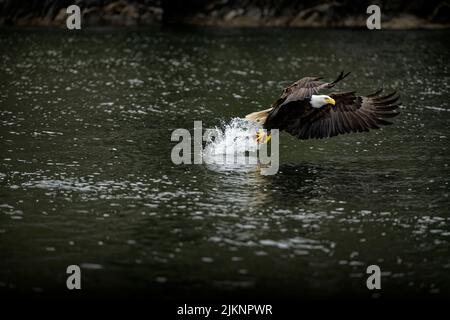 Un primo piano di un aquila baldone a metà volo che cattura la sua vittima, volando sopra un lago Foto Stock