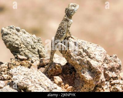 Un primo piano di una lucertola che striscio sulle rocce in un deserto in Arabia Saudita Foto Stock