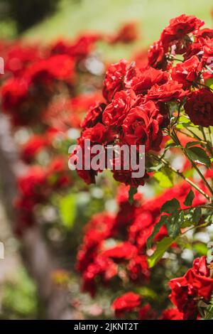 Una foto selettiva di rose rosse che fioriscono in giardino in una giornata di sole con sfondo sfocato Foto Stock