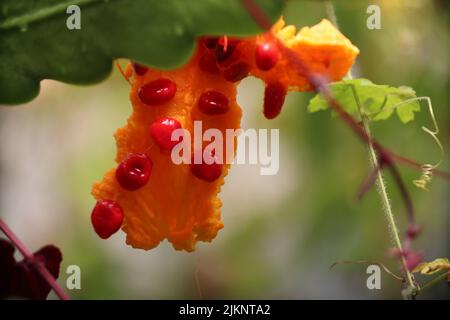 Un primo piano di semi di frutta momordica charantia maturi. Foto Stock