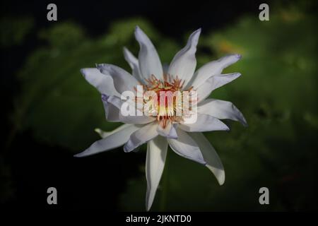 Un primo piano di un bel giglio d'acqua. Nymphaea nouchali. Foto Stock