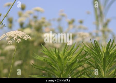 Un primo piano dei fiori dei semi di timolo che crescono nel campo Foto Stock